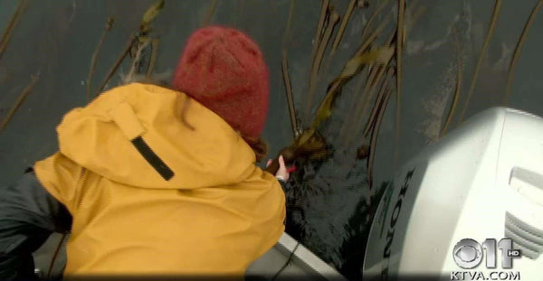 Harvesting Alaska: Southeast couple turns kelp into cash